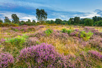 iStock-1333813193, Cannock Chase